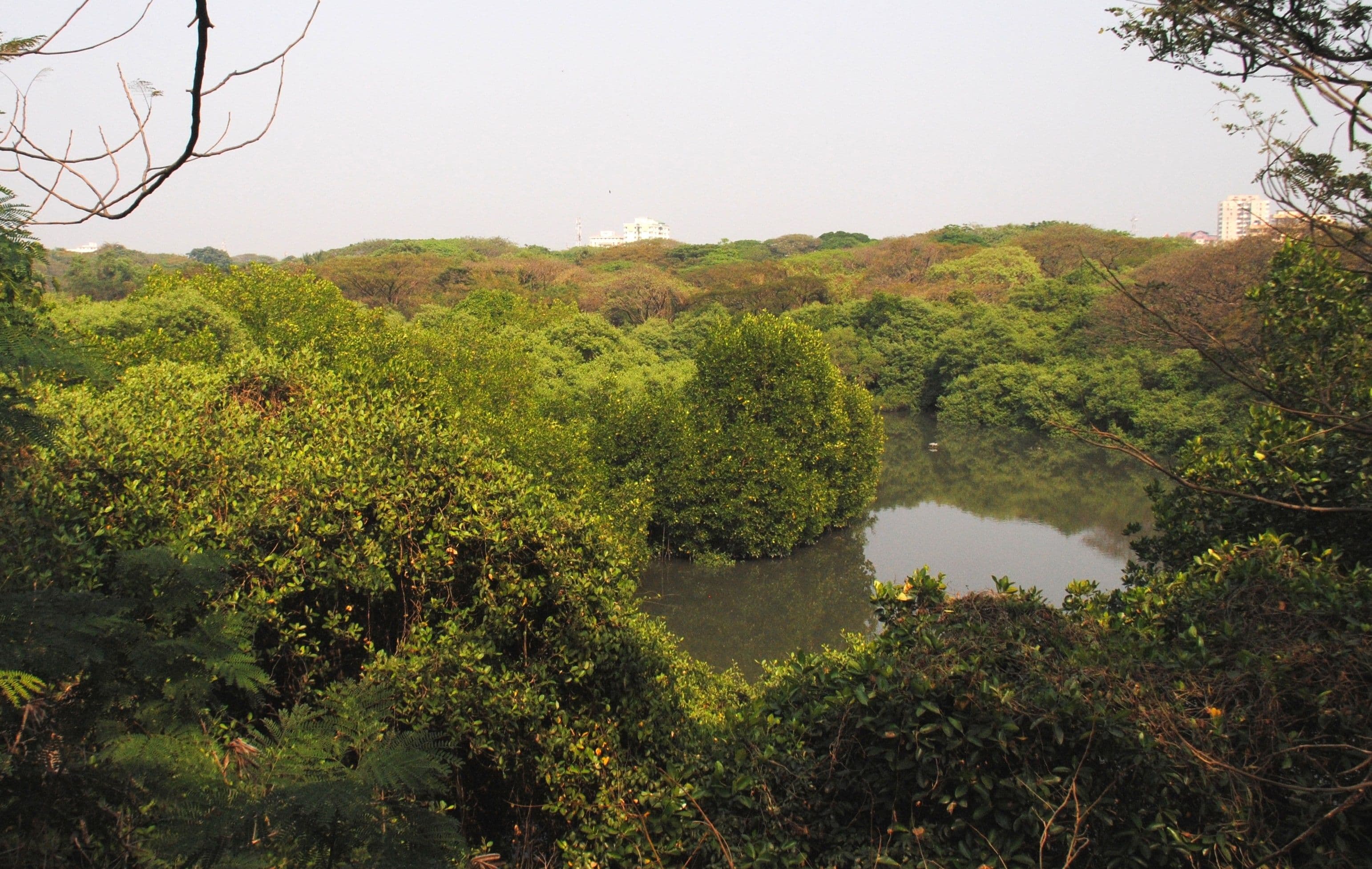 मंगलावनम पक्षी अभयारण्य